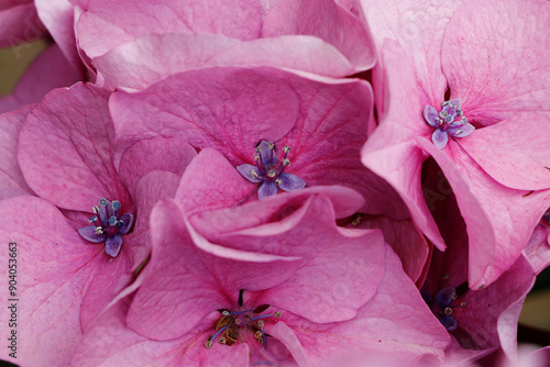 Macro d'hortensia