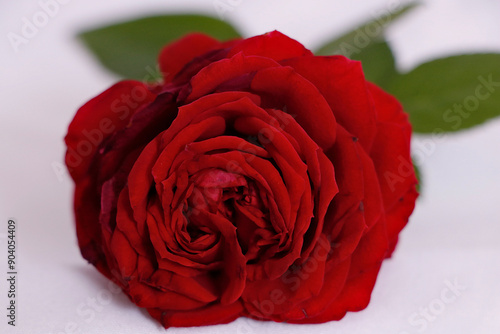 Macro d'une rose rouge