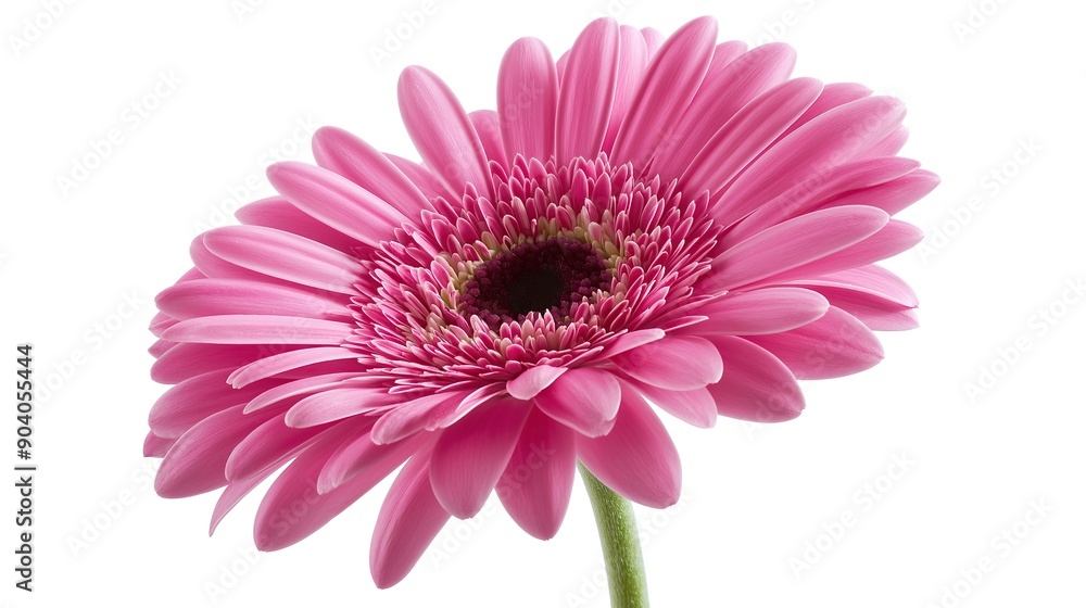 one single pink gerbera daisy flower on white background one single pink gerbera daisy flower on white background