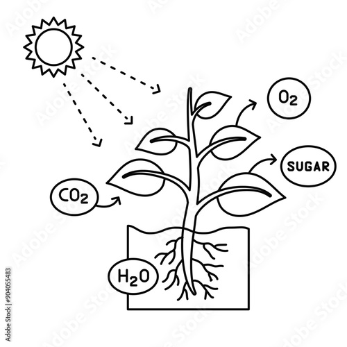 Autotroph illustration