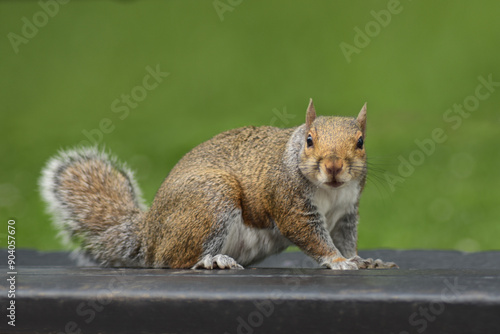 Curious Squirrel on a Bench