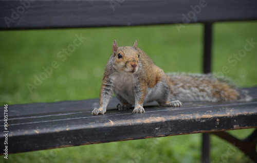 Close-up of a Grey Squirrel