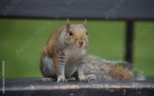 Squirrel Staring at the Camera