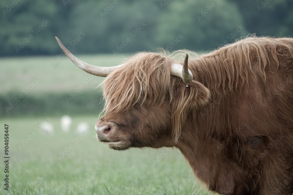 close up portrait of a highland cow a Scottish breed of rustic cattle close up portrait of a highland cow a Scottish breed of rustic cattle