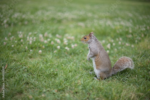 Squirrel Ready to Pounce