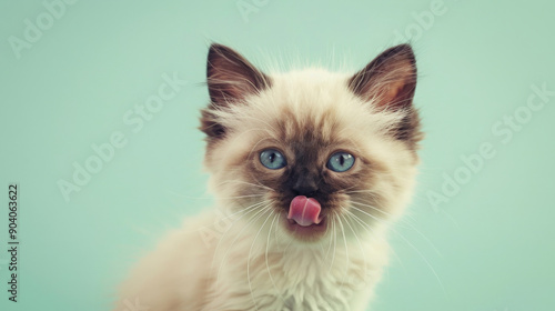 A mischievous and hungry ragdoll kitten eating and licking its lips with tongue. Isolated on a light green pastel background. photo