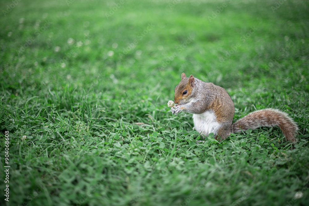 Obraz premium Focused Squirrel with Fluffy Tail