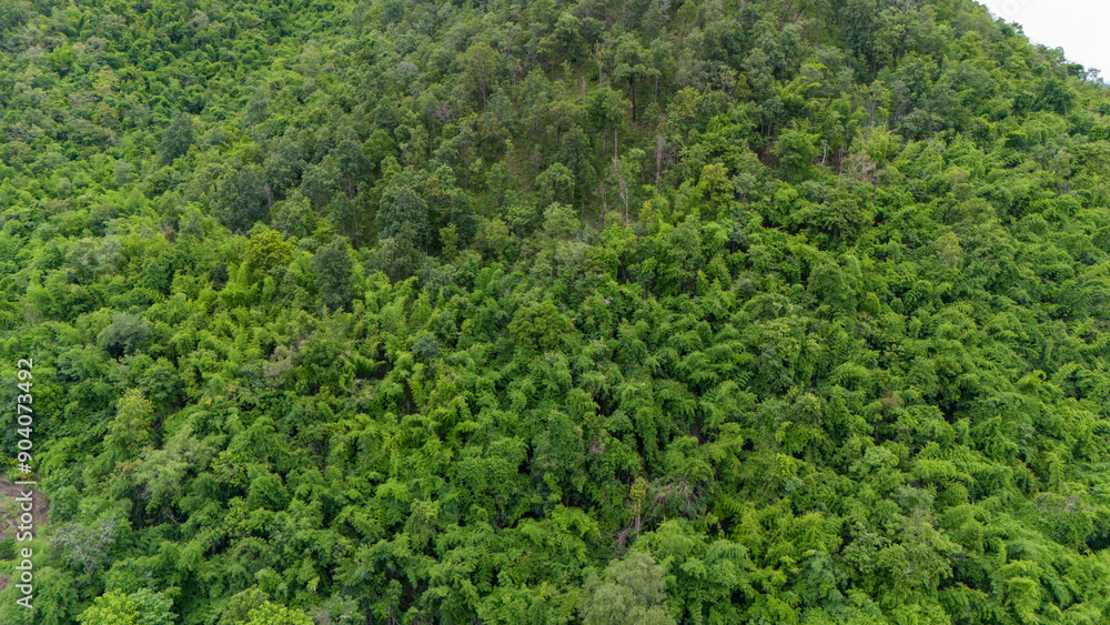 Aerial view of green tree forest, tropical forest in summer, natural background. Aerial view of green tree forest, tropical forest in summer, natural background.