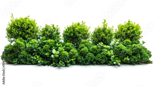 green moss on a white background