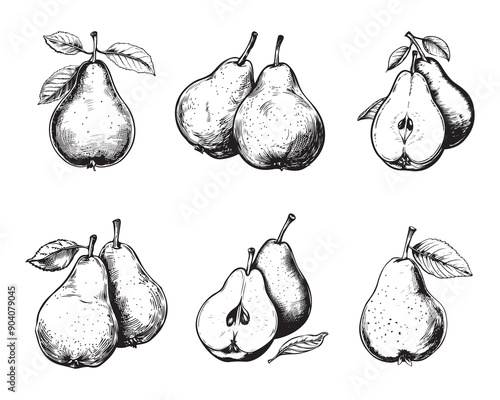 Set of pears vector illustrations - hand drawn pears - black and white pears isolated on white background