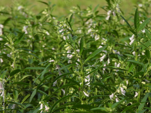 The sesame flowers have bloomed