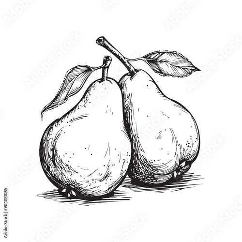 Pears vector design isolated on white background - black and white pears