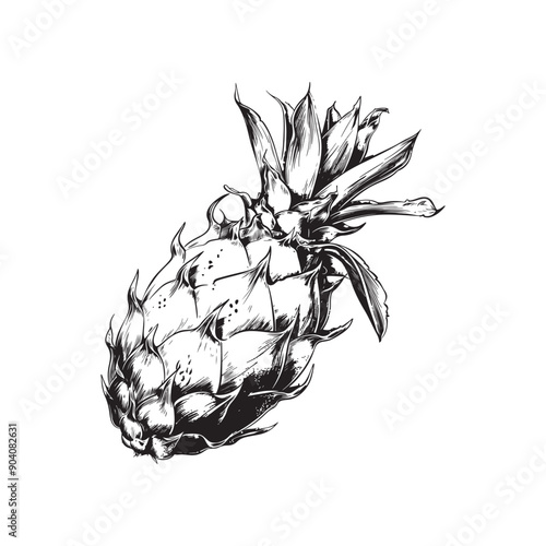 Dragon fruit vector design isolated on white background - black and white pitahaya