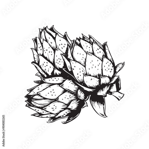 Dragon fruit vector design isolated on white background - black and white pitahaya
