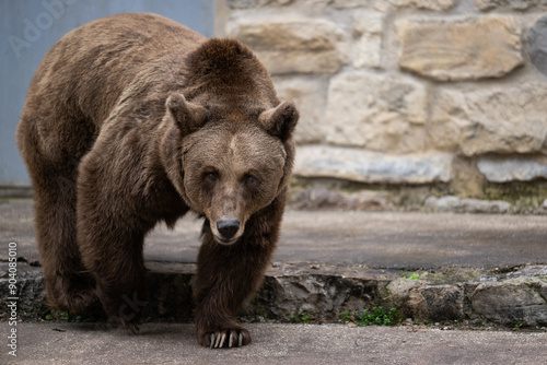 brown bear in the zoo