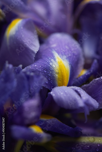 background of close up of a purple iris flowers with waterdrops