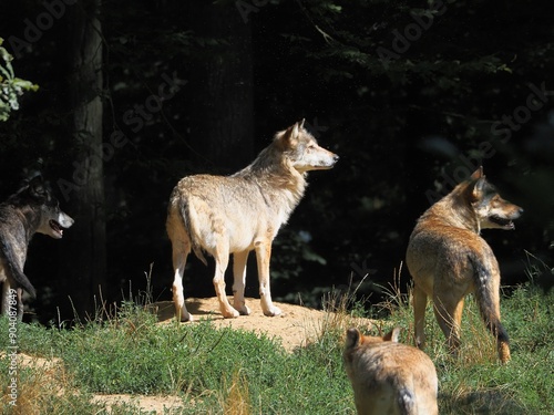 Wolf pack / Wölfe photo