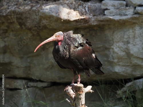 Ibis photo