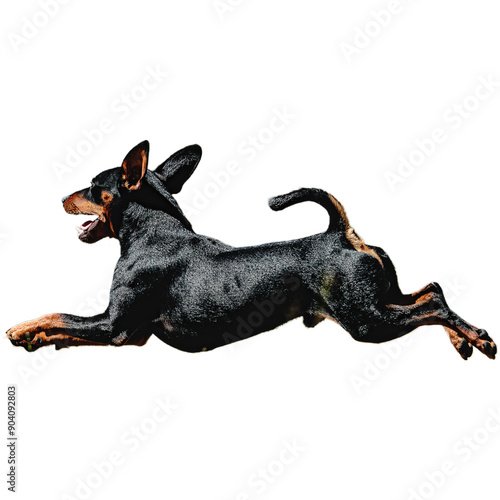 Dog running straight on camera isolated on white background at full speed on competition