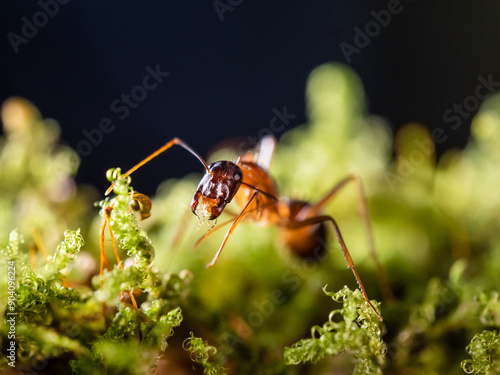 Macro photo of ant on green moss. Close up portrait of insect on dark background.