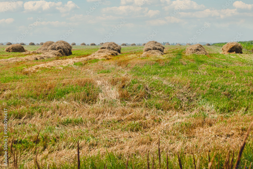 Obraz premium Hay collected in stacks on the field. Rural landscape in good weather. Countryside at summer or early autumn.