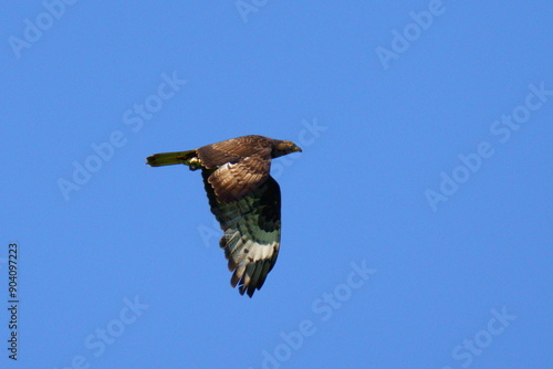 A bird of prey flies against the blue sky. The European honey buzzard (Pernis apivorus), also known as the pern or common pern, is a bird of prey in the family Accipitridae. photo