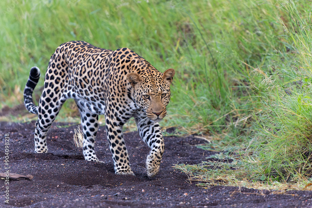 Obraz premium Leopard (Panthera Pardus) hunting. This leopard was hunting in Mashatu Game Reserve in the Tuli Block in Botswana 