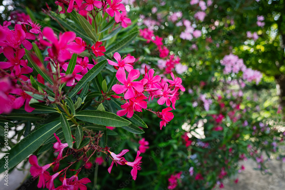 Beautiful pink flowers in a lush garden with green foliage Beautiful pink flowers in a lush garden with green foliage