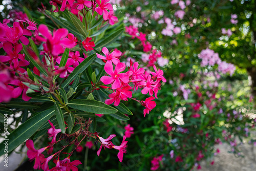 Fototapeta Naklejka Na Ścianę i Meble -  Beautiful pink flowers in a lush garden with green foliage