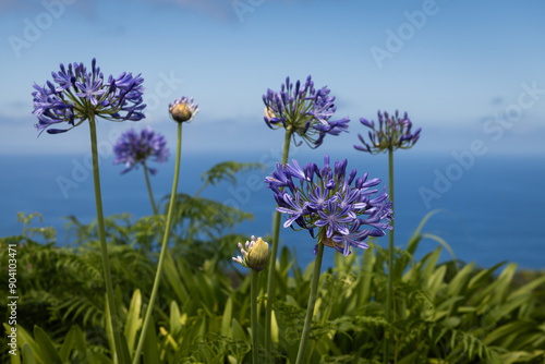 Purple Ornithogalum thyrsoide, Star-of-Bethlehem or African breeze flowers on the island of Madeira with blue ocean and sky