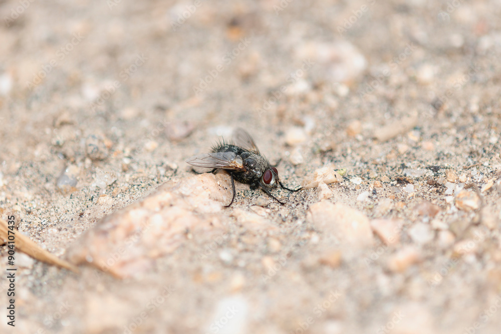 Spiny Tachina Fly Paradejeania rutilioides Perched on a Rock in Colorado Spiny Tachina Fly Paradejeania rutilioides Perched on a Rock in Colorado