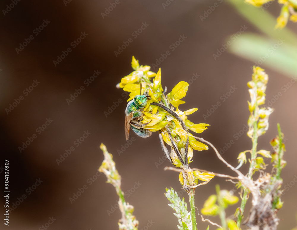 Striped Sweat Bee Genus Agapostemon Foraging on Yellow Flowers in Colorado Striped Sweat Bee Genus Agapostemon Foraging on Yellow Flowers in Colorado