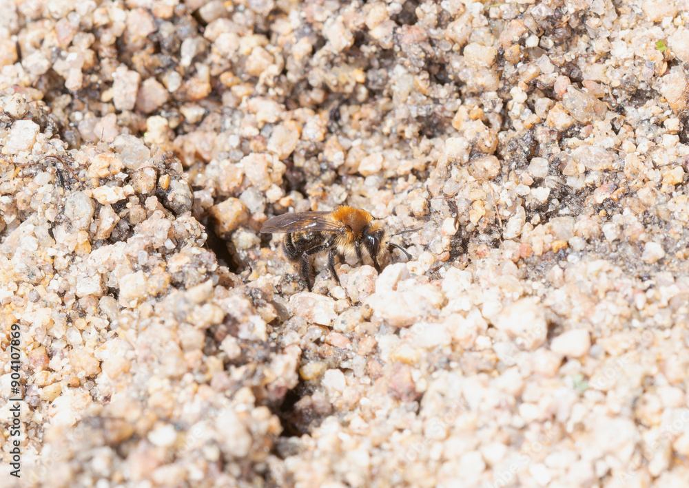 Andrena Mining Bee Laying Eggs in Sandy Soil in Colorado Andrena Mining Bee Laying Eggs in Sandy Soil in Colorado