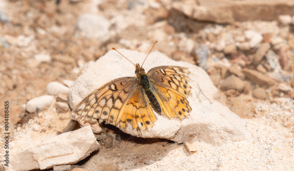 Fototapeta premium Variegated Fritillary Euptoieta claudia Butterfly Perched on Rocky Ground in Colorado