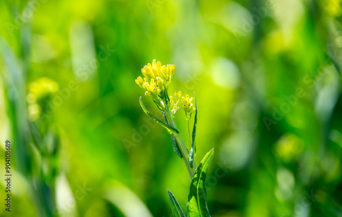 Water Ragwort Senecio Hydrophilus Blooms Under Bright Sunshine in a Lush Colorado Environment photo