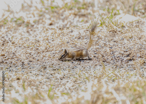 Western Chipmunk Genus Neotamias Foraging in Colorado Natural Habitat on a Sunny Day photo