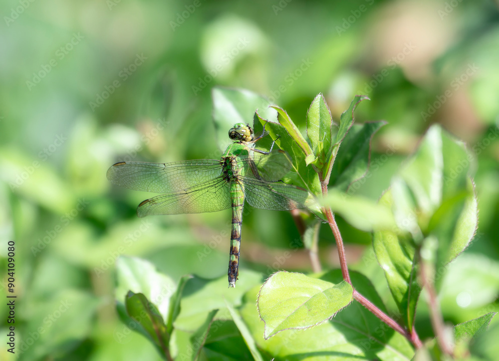 Fototapeta premium Western Pondhawk Erythemis collocata Dragonfly Perched on Green Leaves in Colorado