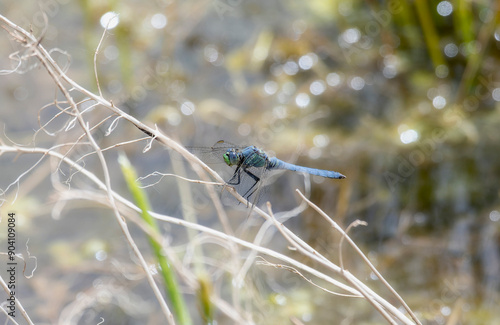 Western Pondhawk Dragonfly Erythemis Collocata Resting on Dry Grass in Colorado Wetland photo