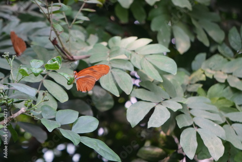 Butterfly and flowers