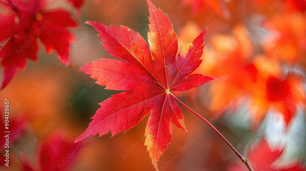 Closeup on bright red maple leaves, botanical background close up, crisp fall, vibrant, blend mode, nature reserve, copy space for text Closeup on bright red maple leaves, botanical background close up, crisp fall, vibrant, blend mode, nature reserve, copy space for text