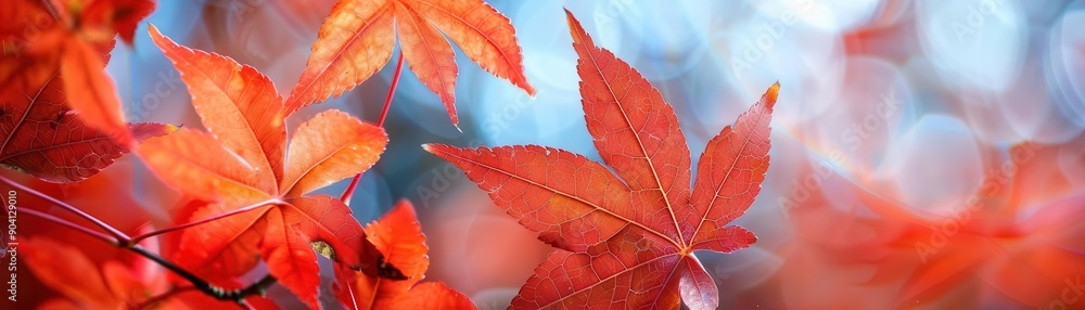Detailed red maple leaves in autumn, botanical background close up, natural detail, vibrant, double exposure, suburban park, copy space for text Detailed red maple leaves in autumn, botanical background close up, natural detail, vibrant, double exposure, suburban park, copy space for text
