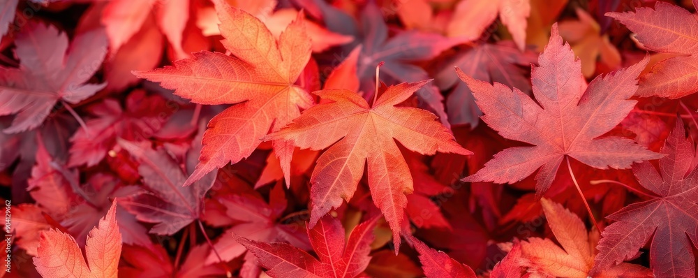 Detailed view of red maple leaves, botanical background close up, autumn colors, vibrant, fusion, backyard, copy space for text Detailed view of red maple leaves, botanical background close up, autumn colors, vibrant, fusion, backyard, copy space for text