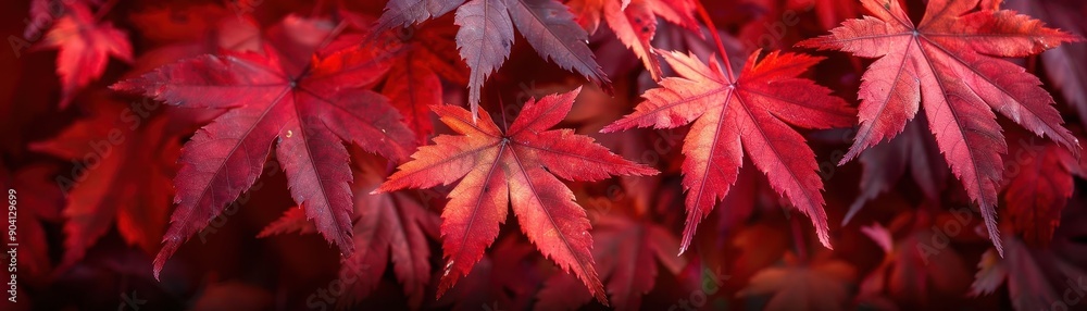 Detailed view of red maple leaves, botanical background close up, autumn colors, vibrant, fusion, backyard, copy space for text Detailed view of red maple leaves, botanical background close up, autumn colors, vibrant, fusion, backyard, copy space for text