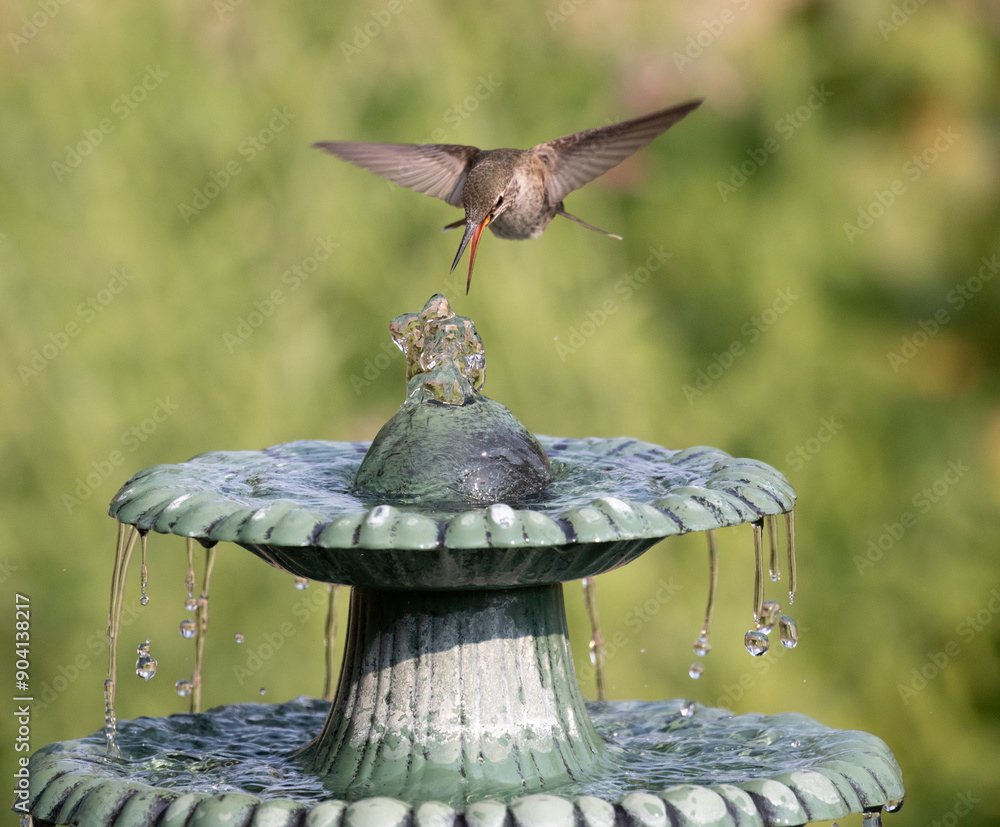hummingbird at fountain