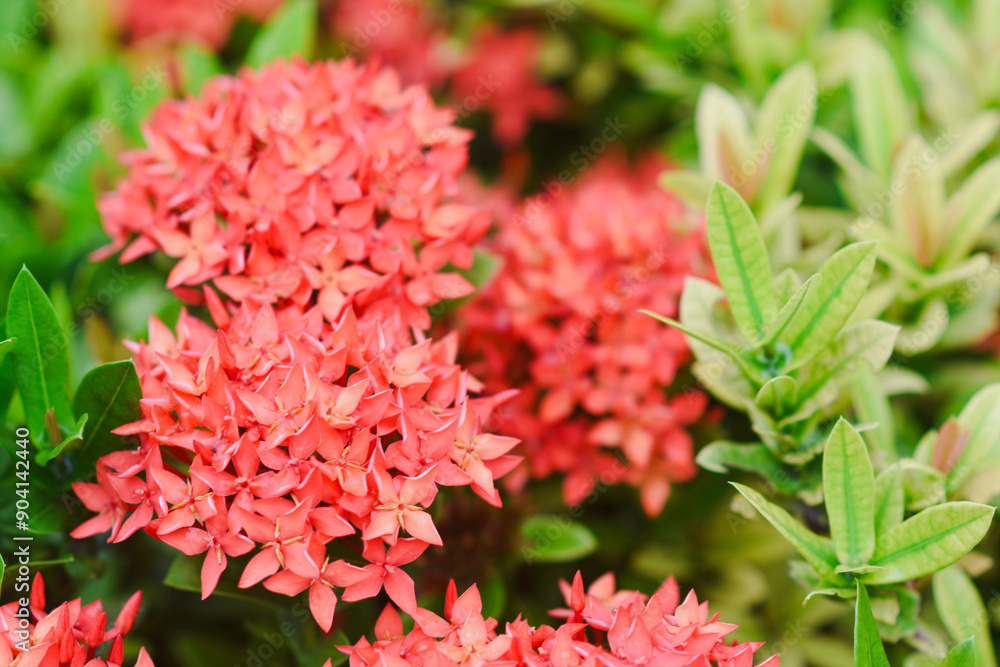 red flower and other name Ixora flower Spike flowers in garden red flower and other name Ixora flower Spike flowers in garden