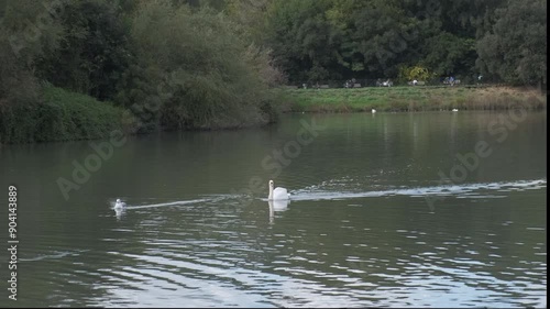 white swan in the lake of the park of villa Pamphili. High quality 4k footage photo