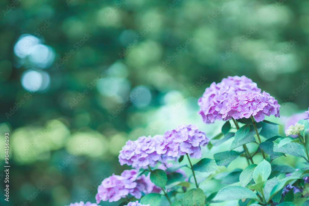 Obraz premium 紫色の紫陽花