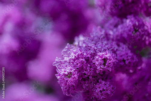 The photo features a close-up of lilac flowers, showcasing their vibrant viol...