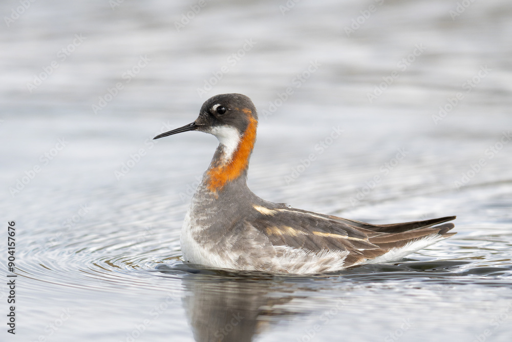 Red-necked Phalarope swimming in a pond in Norwegian fells, Varanger Peninsula, Northern Norway Red-necked Phalarope swimming in a pond in Norwegian fells, Varanger Peninsula, Northern Norway