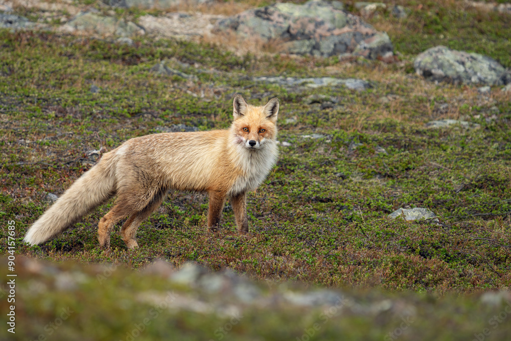 Fototapeta premium A red fox in the tundra, Varanger Peninsula, Northern Norway